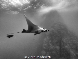 Giant Pacific Manta and Roca Partida rising from the depths by Arun Madisetti 